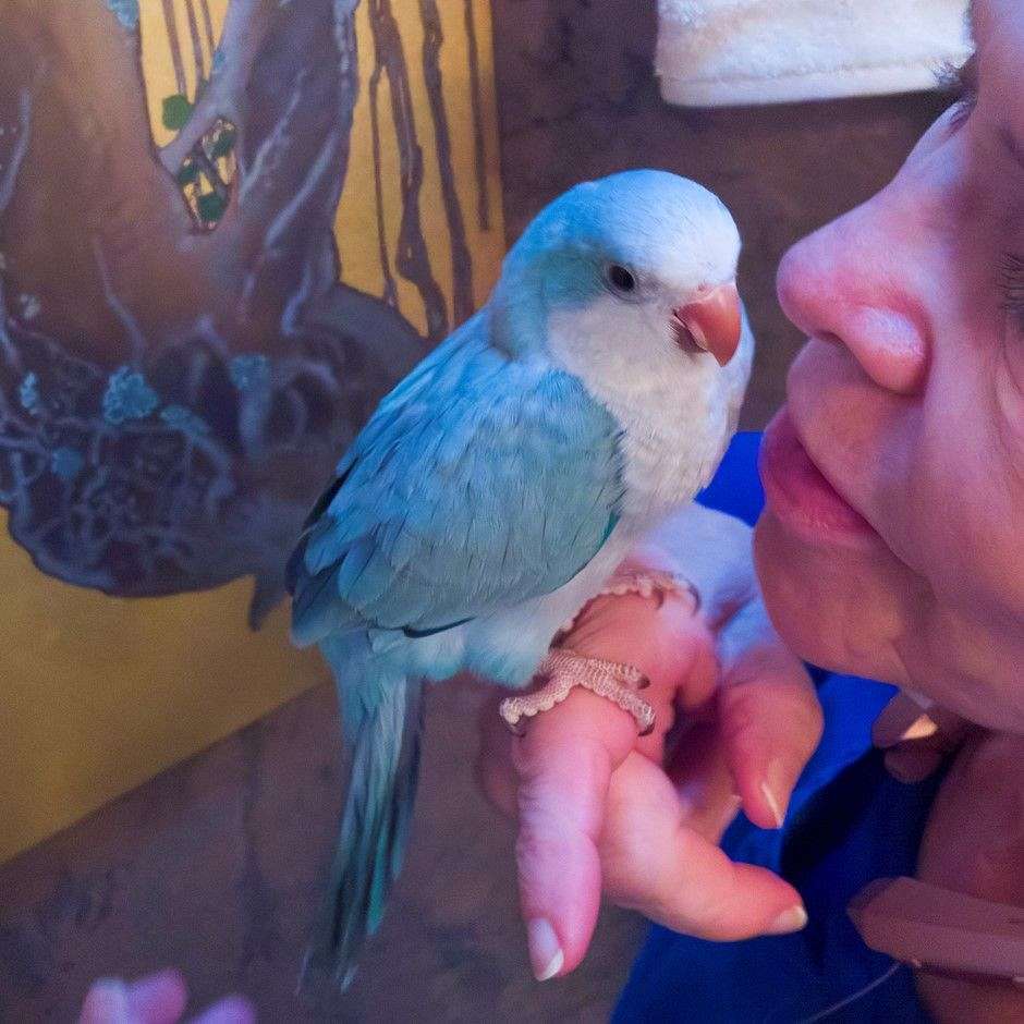 blue quaker parrot for sale